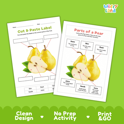 Clean science reference poster displaying a labeled realistic pear showing fruit parts and functions from stem and skin to flesh, seeds, and core