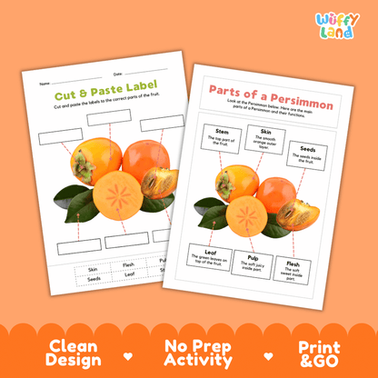 Clean science reference poster displaying a labeled realistic persimmon showing fruit parts and functions from stem and leaf to flesh, pulp, and seeds