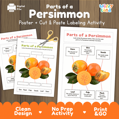 Parts of a Persimmon poster and cut and paste labeling activity printable pack showing labeled reference chart and differentiated worksheets for elementary science