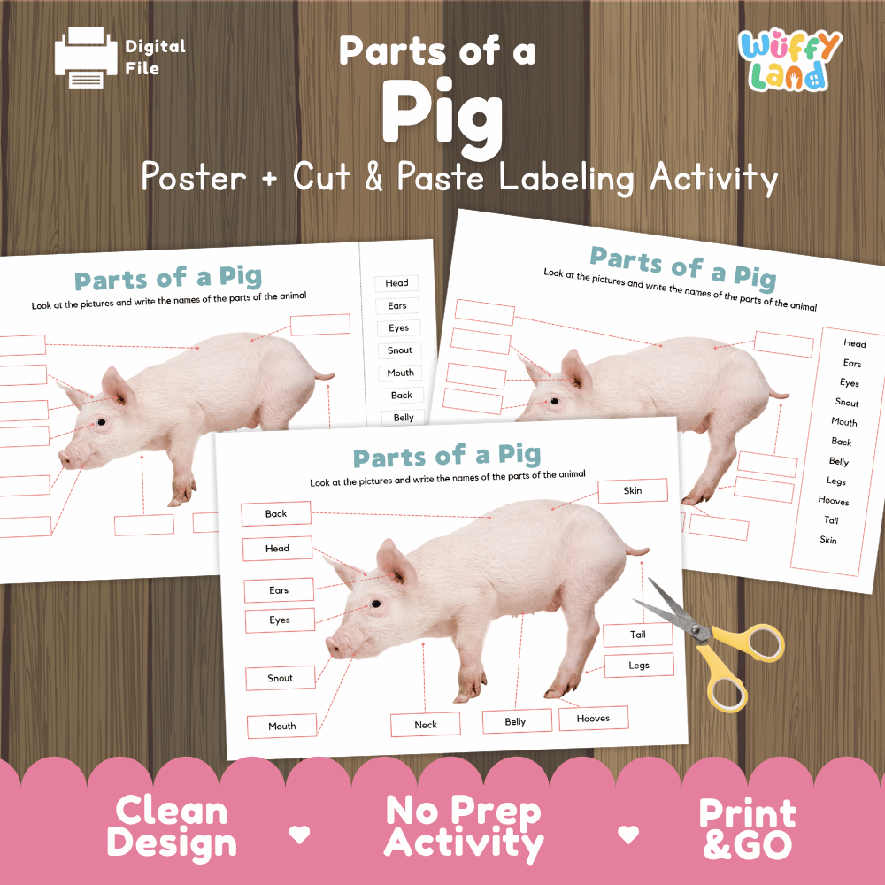 Parts of a Pig anatomy poster and cut and paste labeling activity worksheet pack preview for elementary science