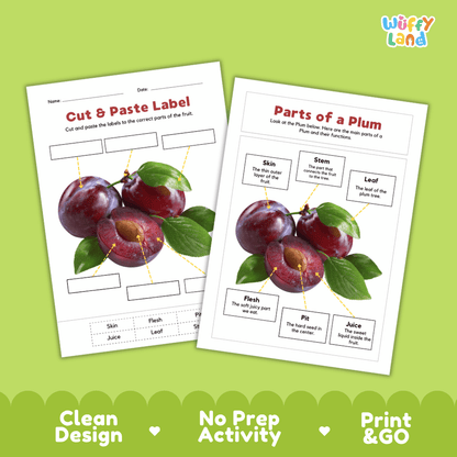 Clean science reference poster displaying a labeled realistic plum showing fruit parts and functions from stem and leaf to flesh, juice, and pit