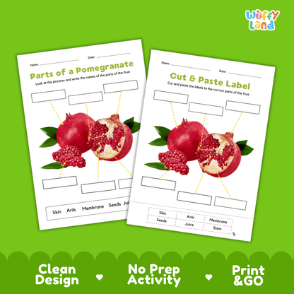 Clean science reference poster displaying a labeled realistic pomegranate showing fruit parts and functions from stem and outer skin to arils and seeds