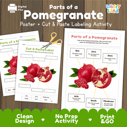 Parts of a Pomegranate poster and cut and paste labeling activity printable pack showing labeled reference chart and differentiated worksheets for elementary science