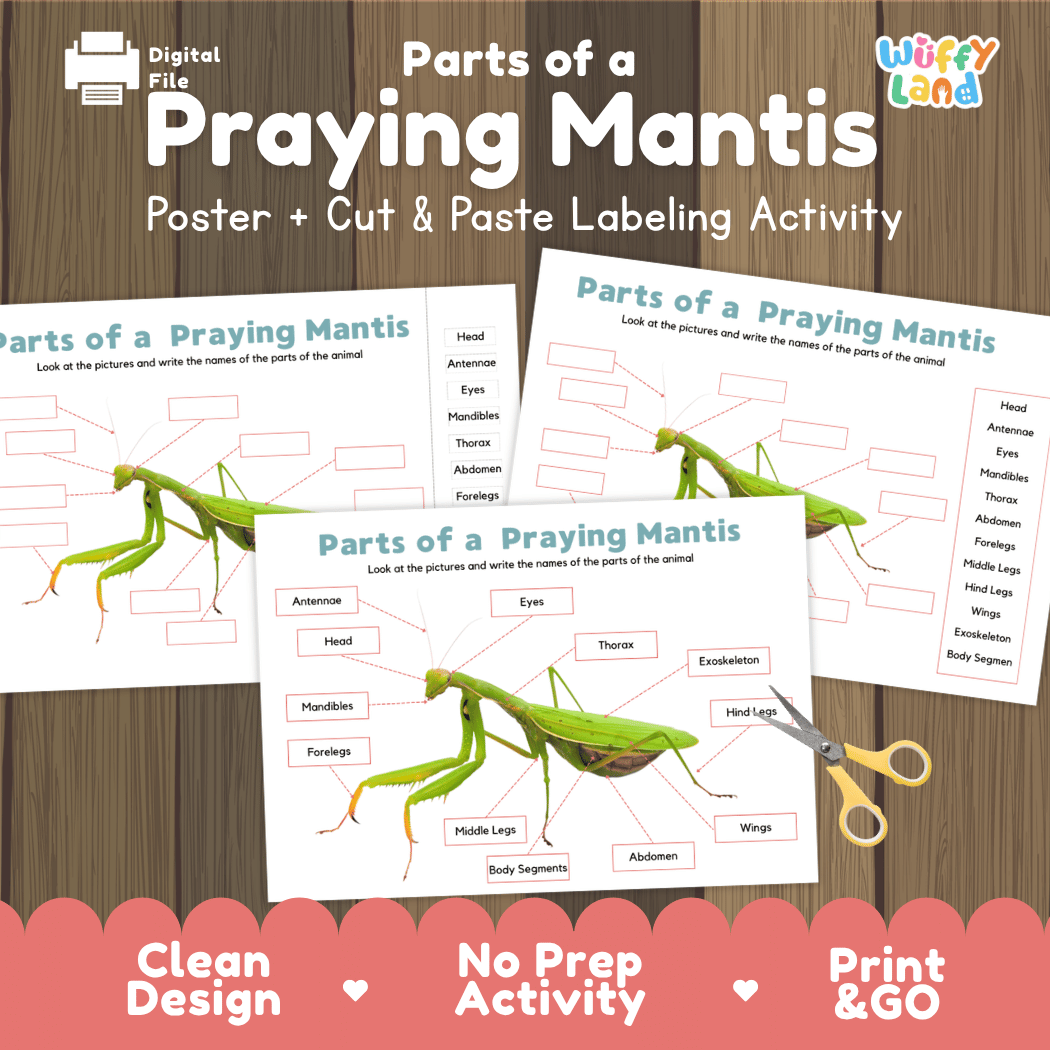 Parts of a Praying Mantis anatomy poster and cut and paste labeling activity worksheet pack preview for elementary science