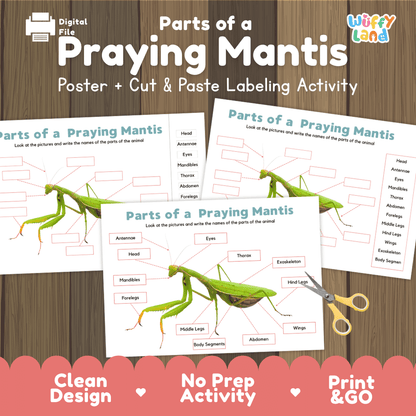 Parts of a Praying Mantis anatomy poster and cut and paste labeling activity worksheet pack preview for elementary science