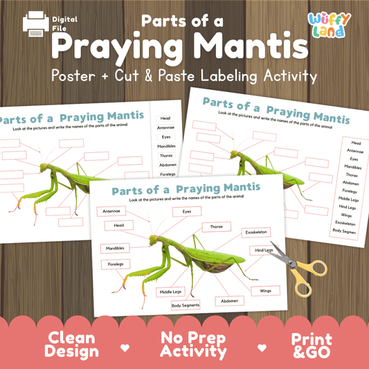 Parts of a Praying Mantis anatomy poster and cut and paste labeling activity worksheet pack preview for elementary science