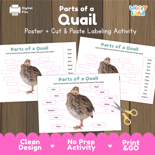 Parts of a Quail anatomy poster and cut and paste labeling activity worksheet pack preview for elementary science