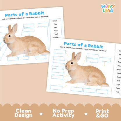 Clean science reference poster displaying a labeled realistic rabbit showing external body parts from ears to fluffy tail