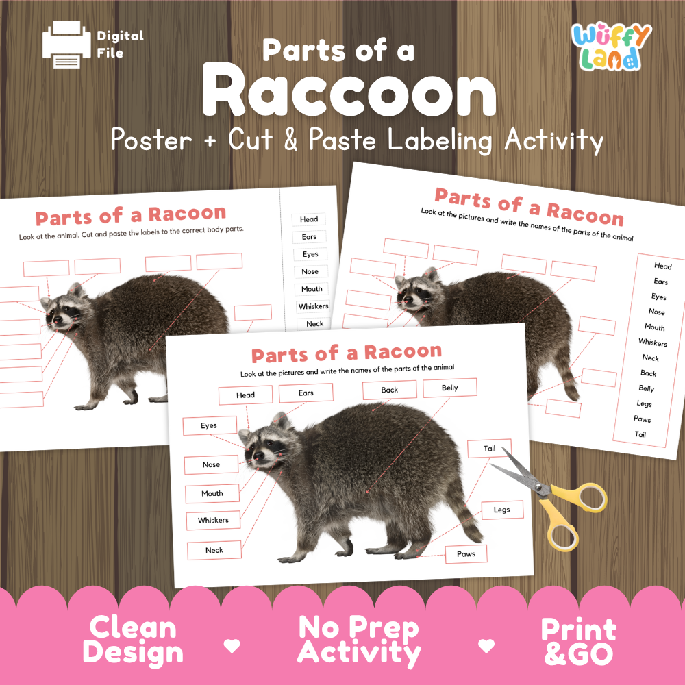Parts of a raccoon labeling activity with printable anatomy poster, animal body part labels and cut and paste worksheet for kids