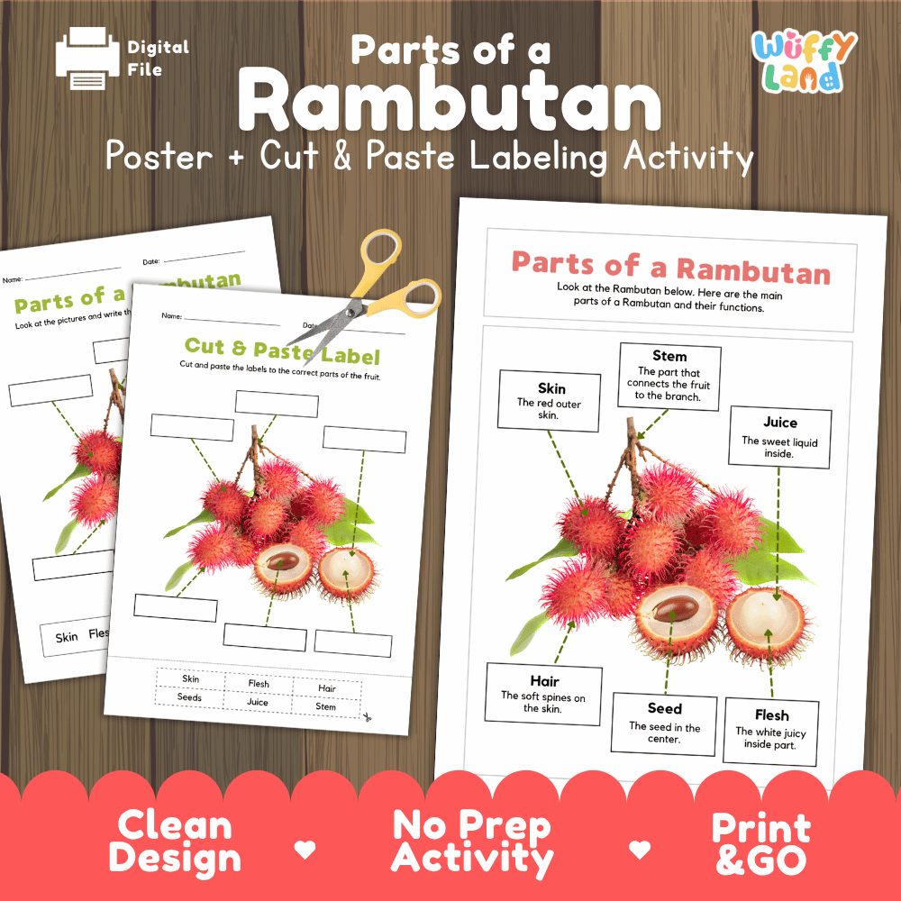 Parts of a Rambutan anatomy poster and cut and paste labeling activity worksheet pack preview for elementary science