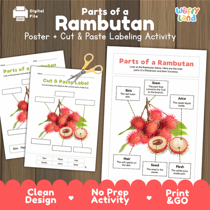 Parts of a Rambutan anatomy poster and cut and paste labeling activity worksheet pack preview for elementary science