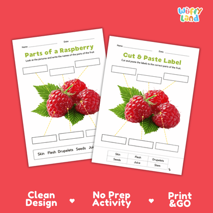 Clean science reference poster displaying a labeled realistic raspberry showing berry parts and functions from stem and skin to drupelets and seeds