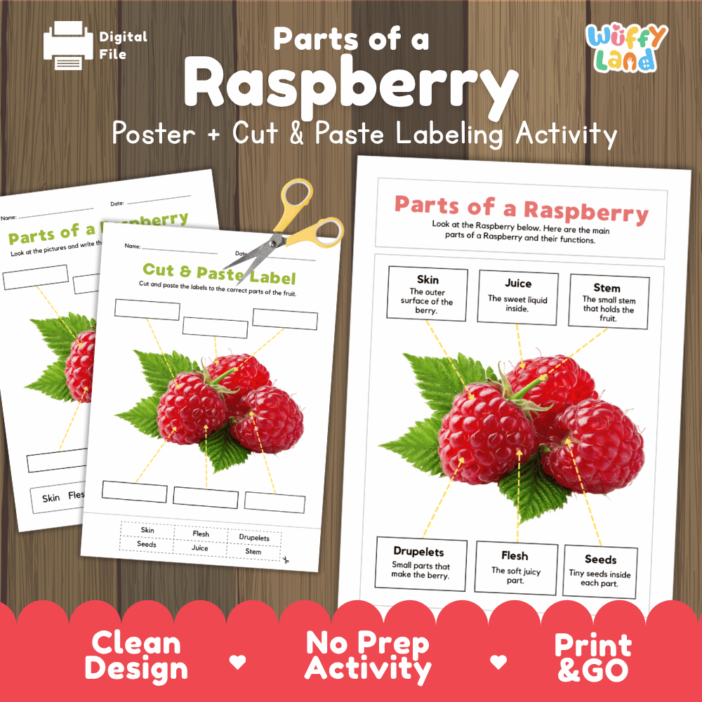 Parts of a Raspberry poster and cut and paste labeling activity printable pack showing labeled reference chart and differentiated worksheets for elementary science