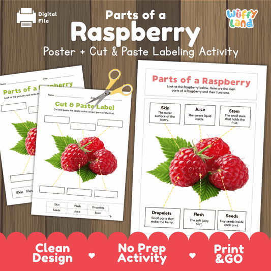 Parts of a Raspberry poster and cut and paste labeling activity printable pack showing labeled reference chart and differentiated worksheets for elementary science