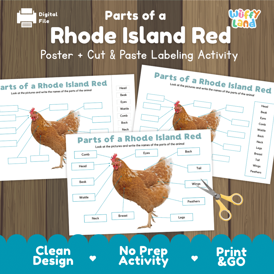 Parts of a Rhode Island Red chicken anatomy poster and cut and paste labeling activity worksheet pack preview for elementary science
