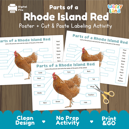 Parts of a Rhode Island Red chicken anatomy poster and cut and paste labeling activity worksheet pack preview for elementary science