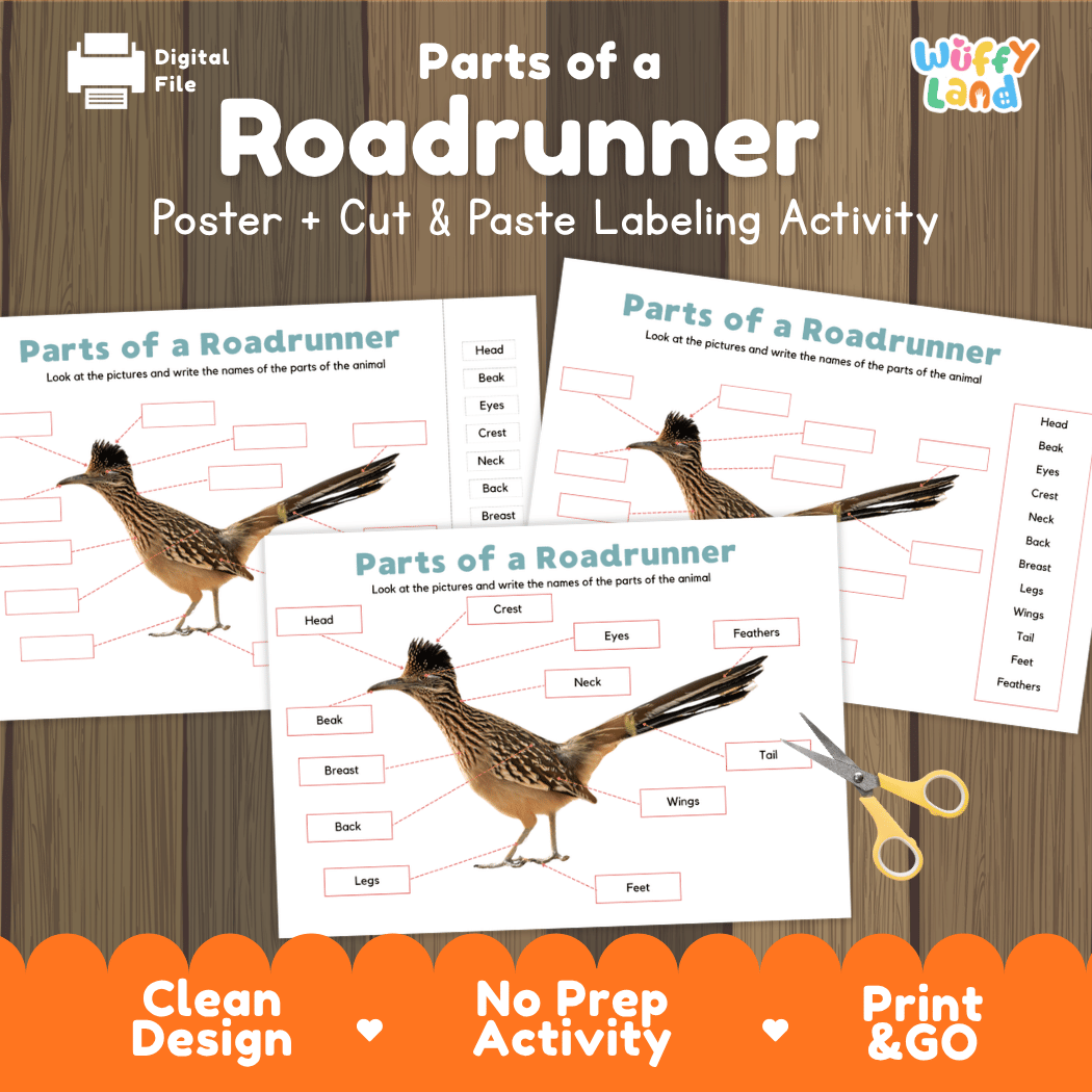 Parts of a Roadrunner anatomy poster and cut and paste labeling activity worksheet pack preview for elementary science