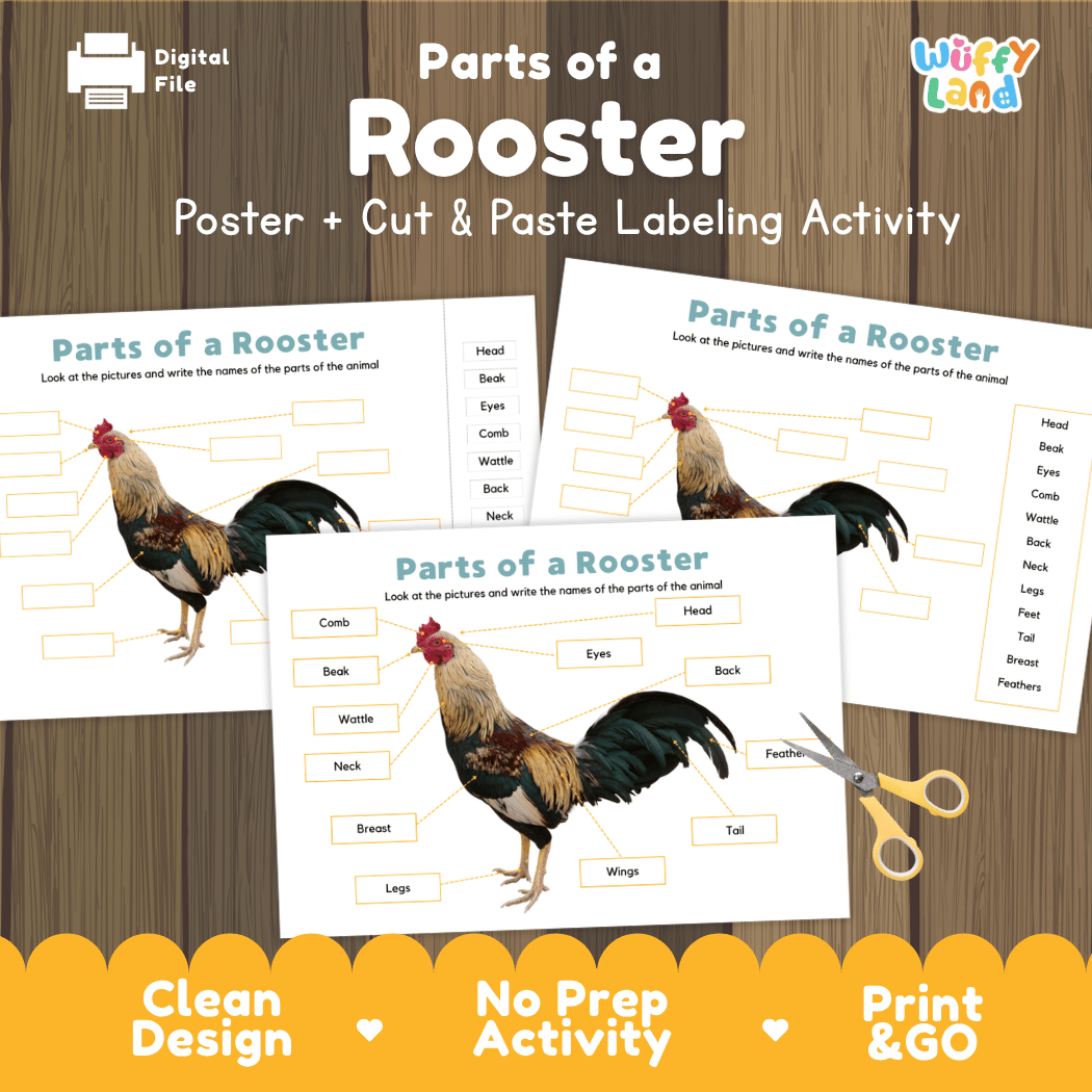 Parts of a Rooster anatomy poster and cut and paste labeling activity worksheet pack preview for elementary science