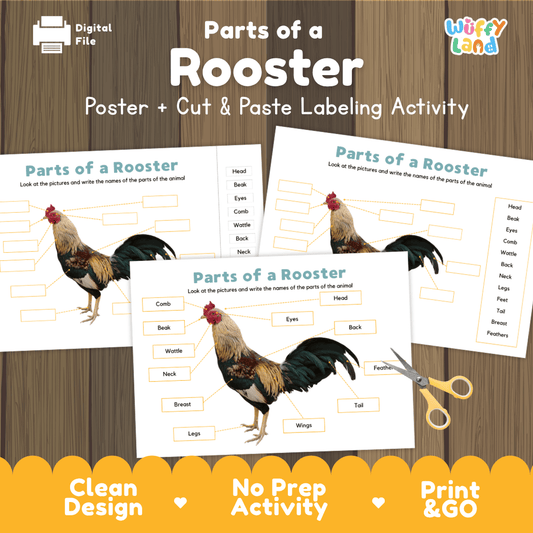 Parts of a Rooster anatomy poster and cut and paste labeling activity worksheet pack preview for elementary science