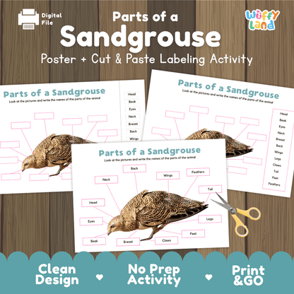 Parts of a Sandgrouse anatomy poster and cut and paste labeling activity worksheet pack preview for elementary science