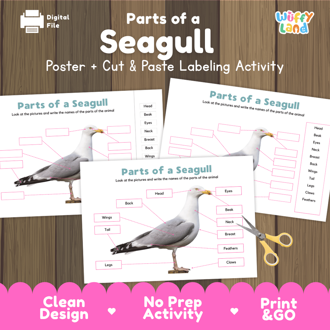 Parts of a Seagull anatomy poster and cut and paste labeling activity worksheet pack preview for elementary science