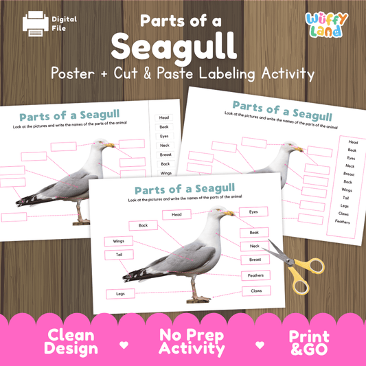 Parts of a Seagull anatomy poster and cut and paste labeling activity worksheet pack preview for elementary science