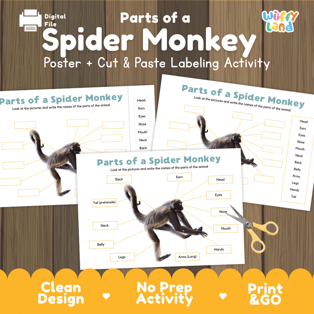 Parts of a Spider Monkey anatomy poster and cut and paste labeling activity worksheet pack preview for elementary science