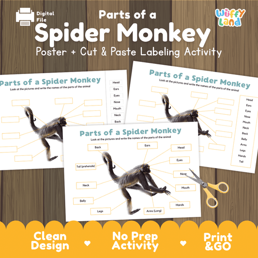 Parts of a Spider Monkey anatomy poster and cut and paste labeling activity worksheet pack preview for elementary science