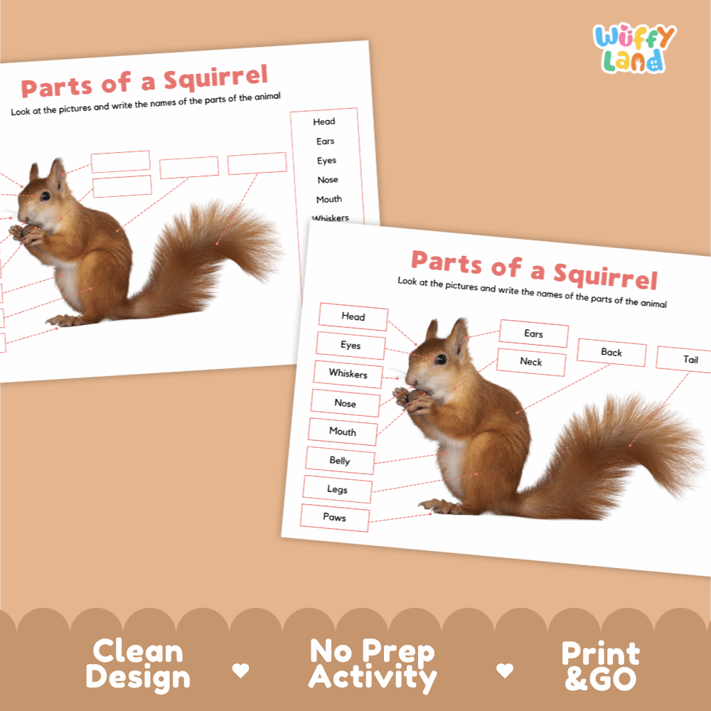 Clean reference poster displaying a labeled realistic squirrel showing external body parts including legs, belly, back, and tail