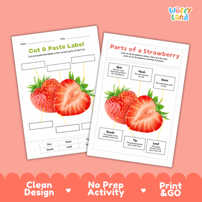 Clean science reference poster displaying a labeled realistic strawberry showing fruit parts and functions from stem and leaf to flesh, seeds, and tip