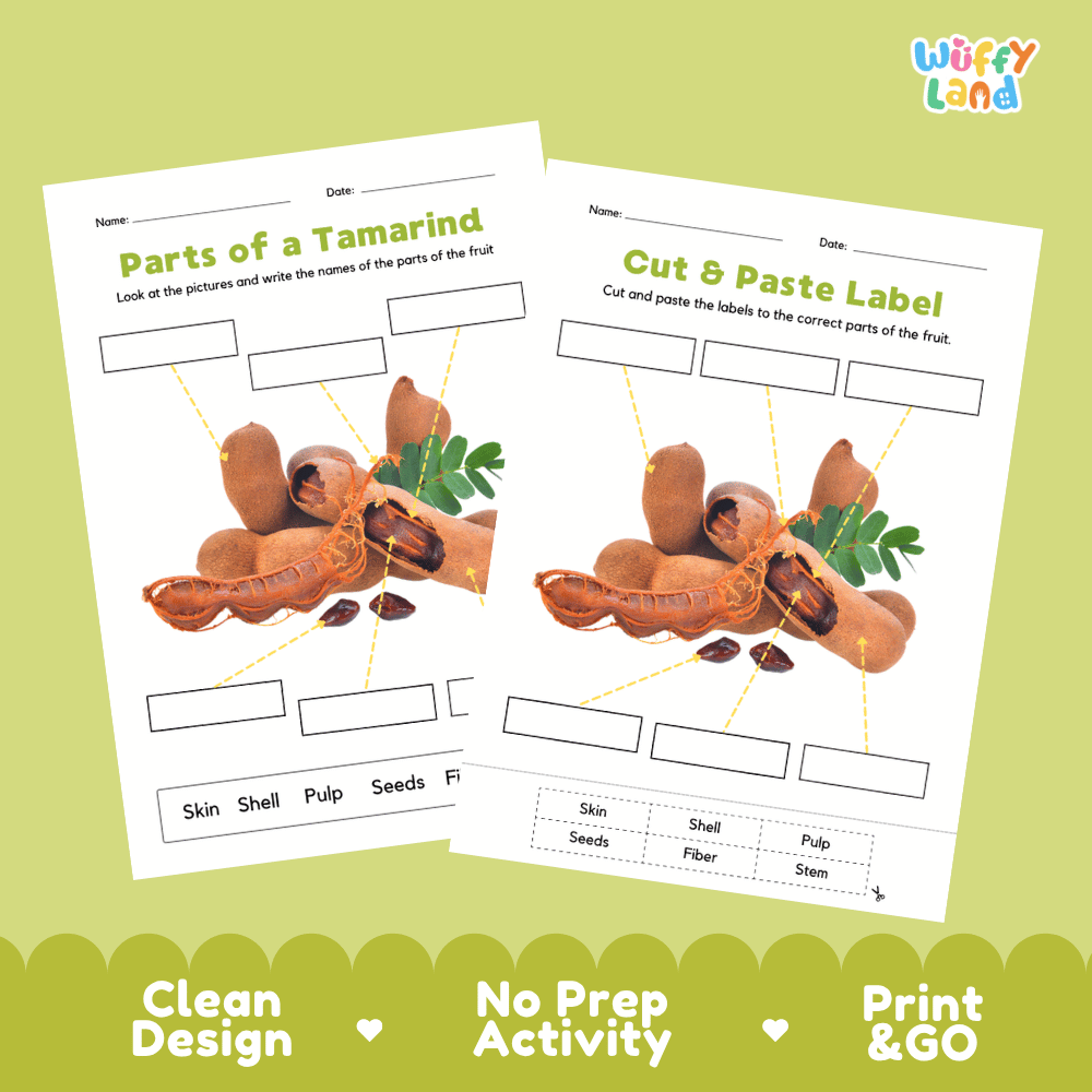 Clean science reference poster displaying a labeled realistic tamarind showing pod structures and functions from stem and shell to pulp and seeds