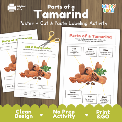 Parts of a Tamarind poster and cut and paste labeling activity printable pack showing labeled reference chart and differentiated worksheets for elementary science