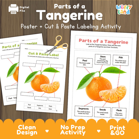 Parts of a Tangerine anatomy poster and cut and paste labeling activity worksheet pack preview for elementary science