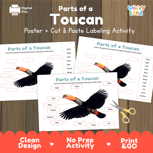 Parts of a Toucan anatomy poster and cut and paste labeling activity worksheet pack preview for elementary science