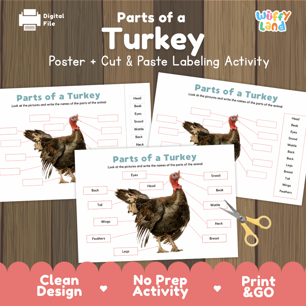 Parts of a Turkey anatomy poster and cut and paste labeling activity worksheet pack preview for elementary science