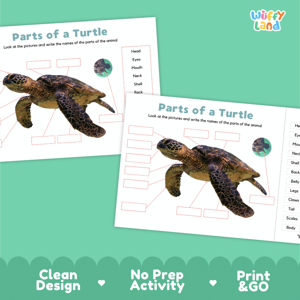 Clean science reference poster displaying a labeled realistic sea turtle showing external body parts from beak to flippers