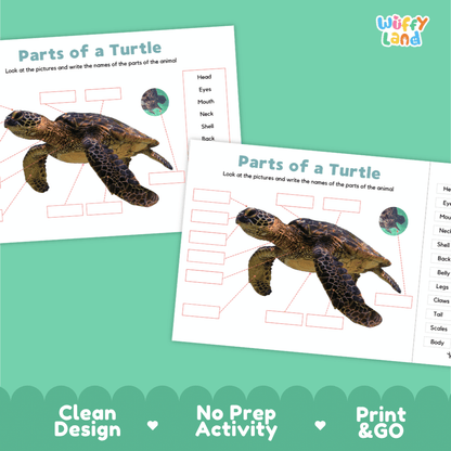 Clean science reference poster displaying a labeled realistic sea turtle showing external body parts from beak to flippers