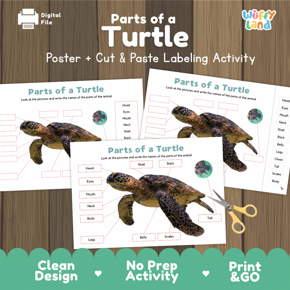 Parts of a Turtle poster and cut and paste labeling activity printable pack showing labeled reference chart and differentiated worksheets for elementary science