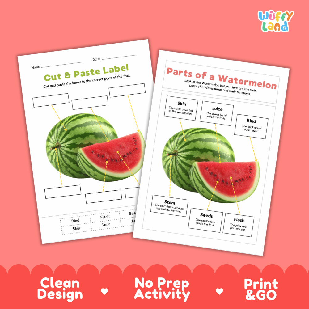 Clean science reference poster displaying a labeled realistic watermelon showing fruit parts and functions from green rind and stem to sweet red flesh and seeds