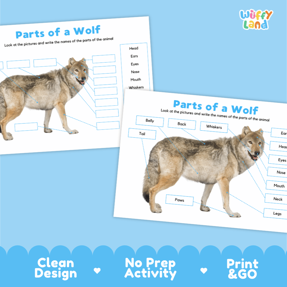Clean science reference poster displaying a labeled realistic wolf showing external body parts from ears to paws