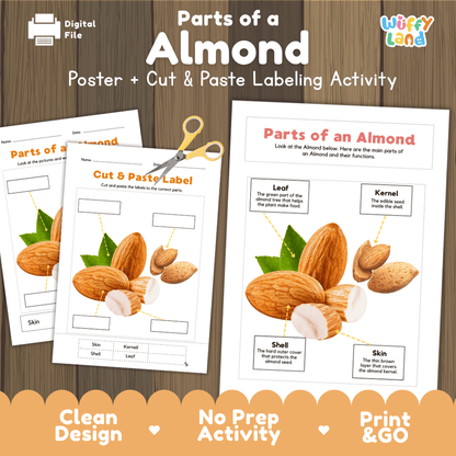 Parts of an Almond anatomy poster and cut and paste labeling activity worksheet pack preview for elementary science