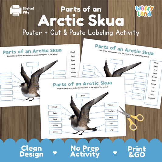 Parts of an Arctic Skua anatomy poster and cut and paste labeling activity worksheet pack preview for elementary science