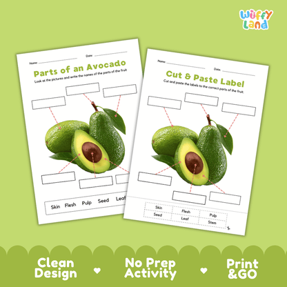 Clean science reference poster displaying a labeled realistic avocado showing fruit parts and functions from stem to center seed