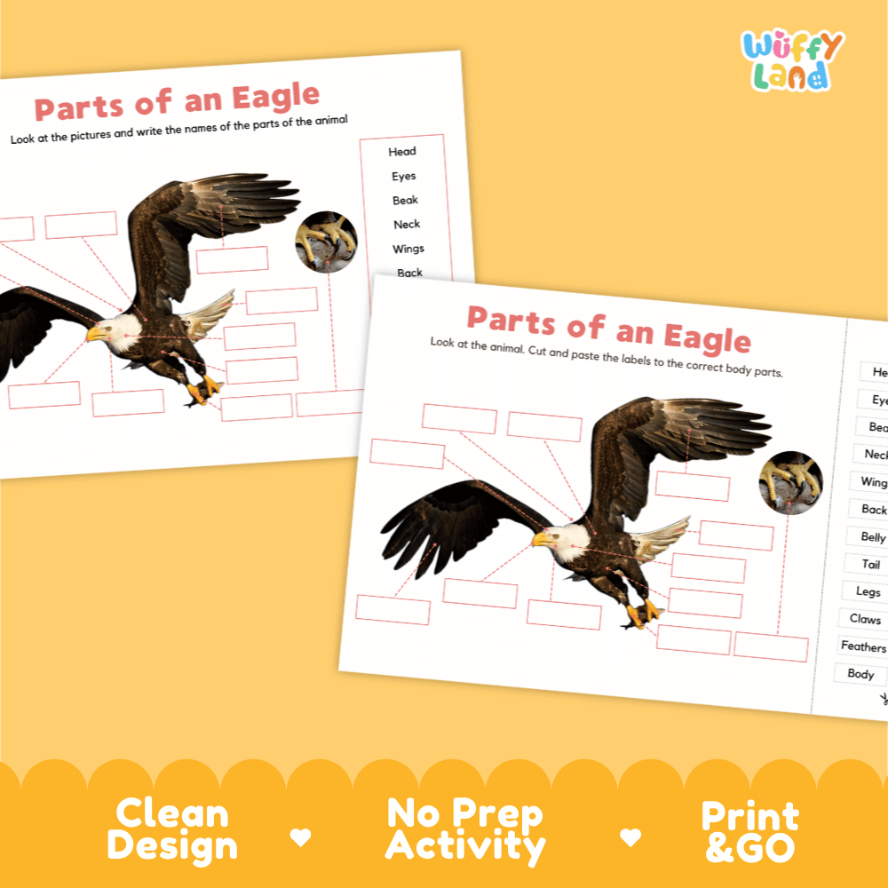 Clean science reference poster displaying a labeled realistic flying eagle showing external body parts from hooked beak to talons