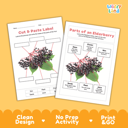 Clean science reference poster displaying a labeled realistic elderberry showing fruit parts and functions from branch stem and cluster to skin, seeds, and juice