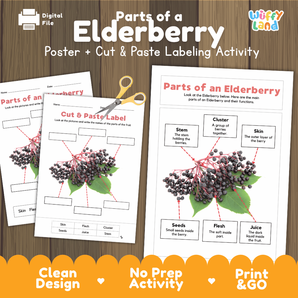 Parts of an Elderberry poster and cut and paste labeling activity printable pack showing labeled reference chart and differentiated worksheets for elementary science