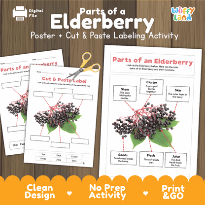 Parts of an Elderberry poster and cut and paste labeling activity printable pack showing labeled reference chart and differentiated worksheets for elementary science