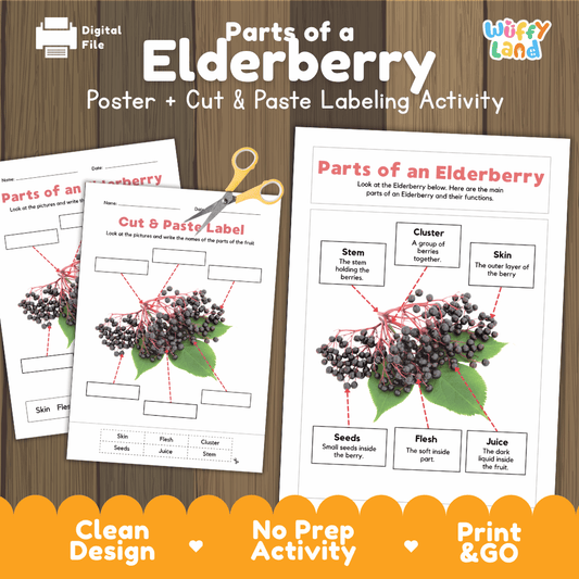 Parts of an Elderberry poster and cut and paste labeling activity printable pack showing labeled reference chart and differentiated worksheets for elementary science