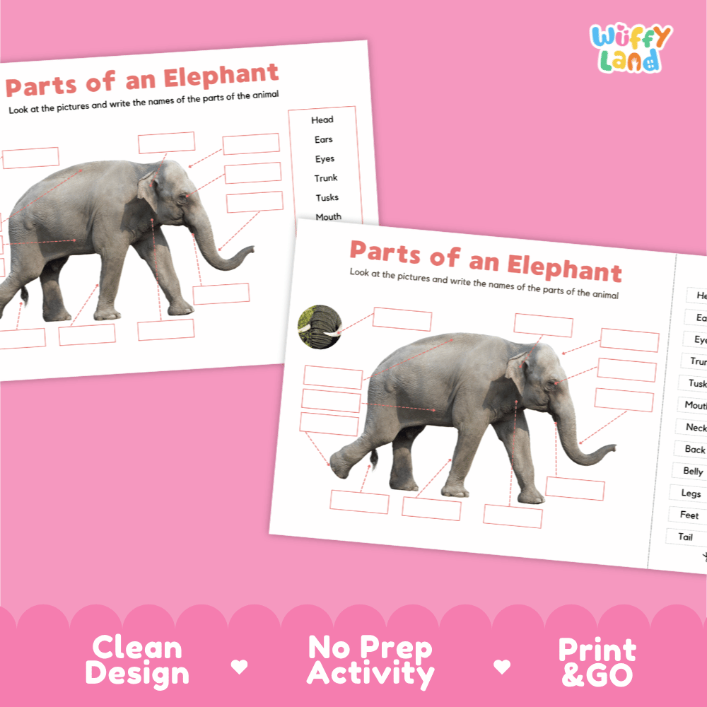 Clean science reference poster displaying a labeled realistic elephant showing external body parts from trunk to tail