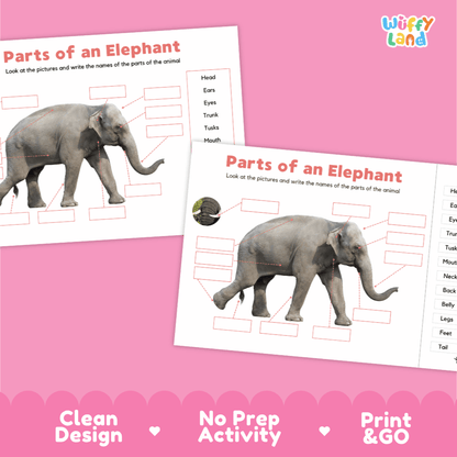 Clean science reference poster displaying a labeled realistic elephant showing external body parts from trunk to tail